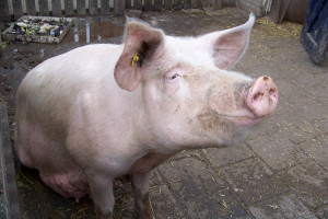 Veroordeelde varkensbaron mag in Mariënheem megastal vergroten