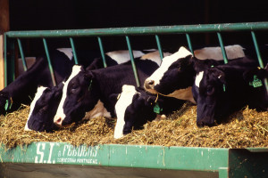 “Frauderende melkveehouders moeten geen provinciale subsidie meer krijgen”