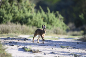Haas en konijn op Rode Lijst bedreigde soorten: PvdA stelt vragen over jacht