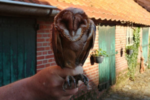 De uil en de ring