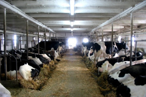 Provincie moet meer sturen op gezondheidseffecten veehouderij